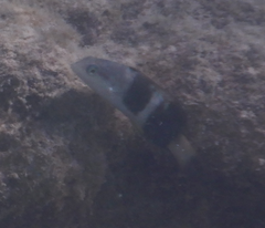 Thalassoma nigrofasciatum