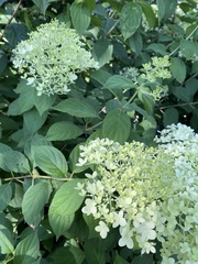 Hydrangea paniculata