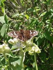 Apyrrothrix araxes