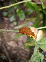 Trypanophora semihyalina