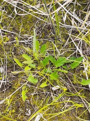 Convolvulus