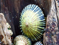 Siphonaria funiculata