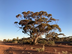 Eucalyptus oleosa oleosa