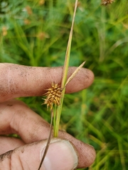 Carex flava