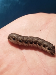 Proserpinus terlooii