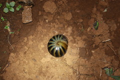 Arthrosphaera