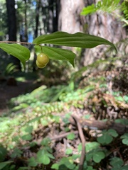 Prosartes hookeri