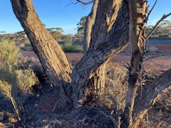 Eucalyptus oleosa oleosa