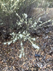 Hypocalymma angustifolium
