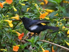 Diglossa albilatera