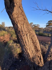 Eucalyptus oleosa oleosa