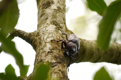 Trypoxylus dichotomus tsunobosonis