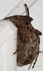 Araneidae