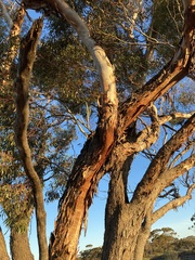 Eucalyptus oleosa oleosa