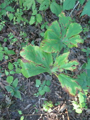 Podophyllum peltatum