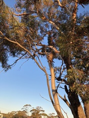 Eucalyptus oleosa oleosa