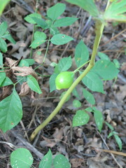 Podophyllum peltatum