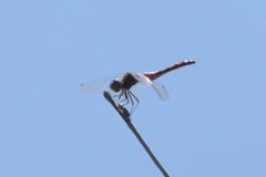 Sympetrum obtrusum