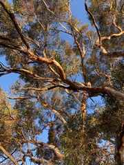 Eucalyptus oleosa oleosa
