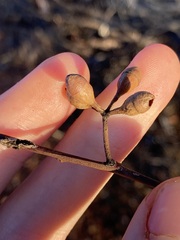 Eucalyptus oleosa oleosa