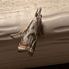 Microcrambus elegans