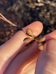 Eucalyptus oleosa oleosa