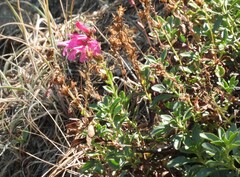 Penstemon newberryi