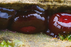 Actinia tenebrosa