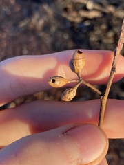 Eucalyptus oleosa oleosa