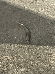 Limax maximus