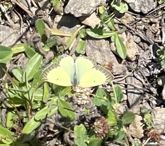 Colias philodice