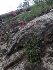 Heuchera sanguinea