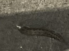 Limax maximus
