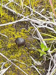 Pisolithus arhizus