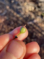 Eucalyptus oleosa oleosa