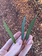 Eucalyptus oleosa oleosa