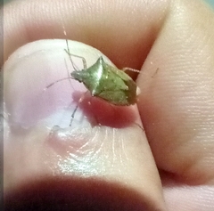 Euschistus
