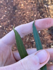 Eucalyptus oleosa oleosa