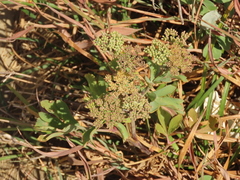 Peucedanum japonicum