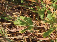 Peucedanum japonicum