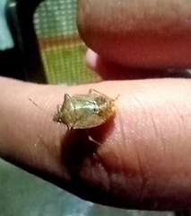 Euschistus
