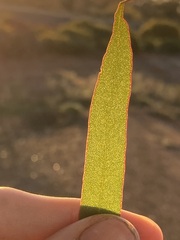 Eucalyptus oleosa oleosa