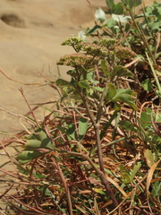 Peucedanum japonicum