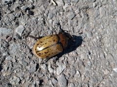 Dynastes hyllus