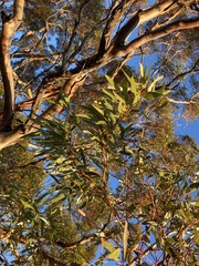 Eucalyptus oleosa oleosa
