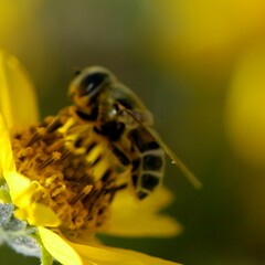 Eristalis stipator