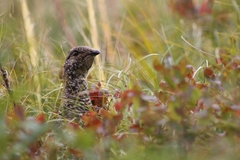 Dendragapus obscurus