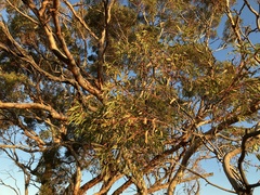 Eucalyptus oleosa oleosa