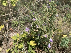 Campanula sibirica