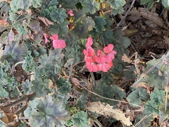 Pelargonium × hybridum